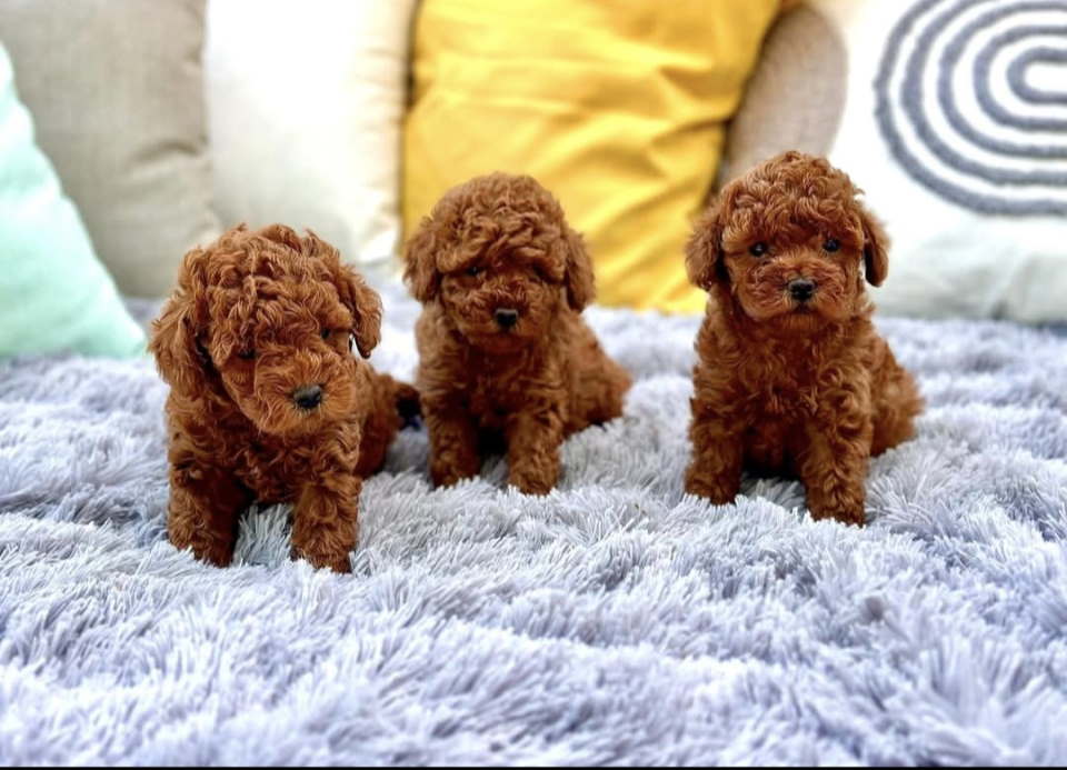  Najmanje pudle, od najlepsih roditelja u Evropi 