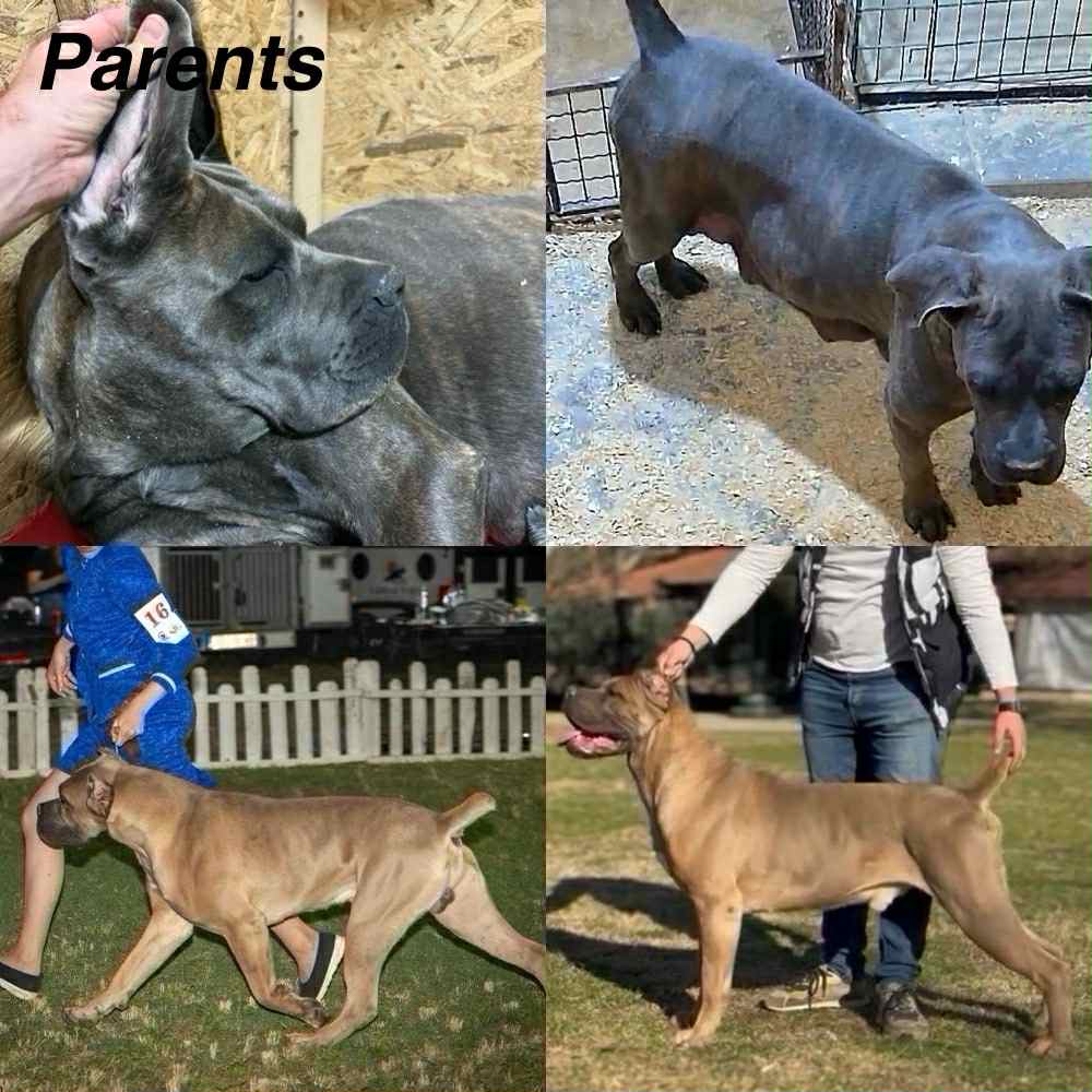 Štenci Cane Corso 