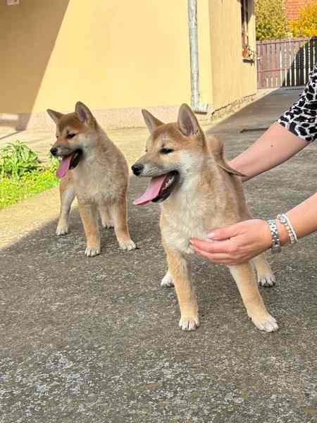 Shiba inu štenci od vrhunskih roditelja 
