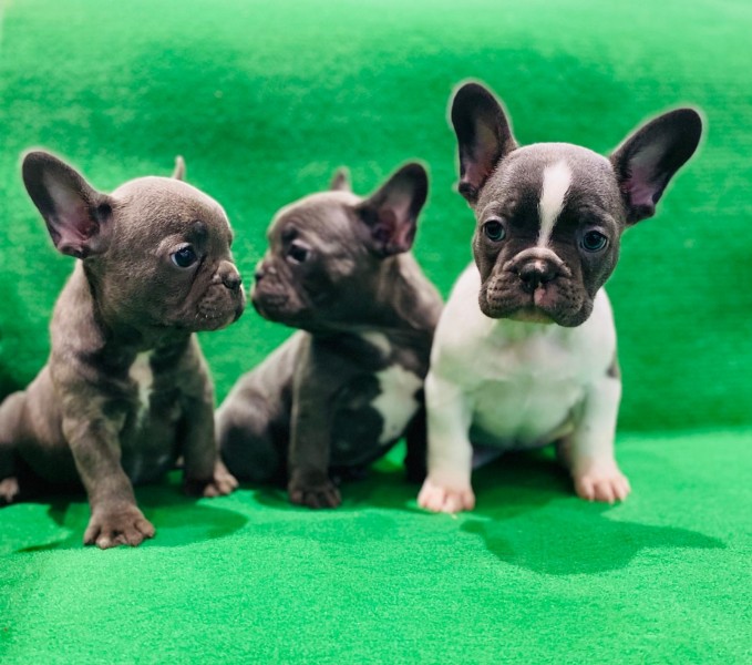 Francuski buldog štenci egzotične plave boje