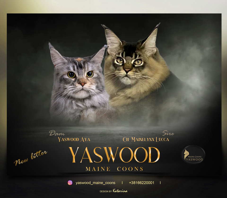 Maine Coon macici vrhunskog porekla 