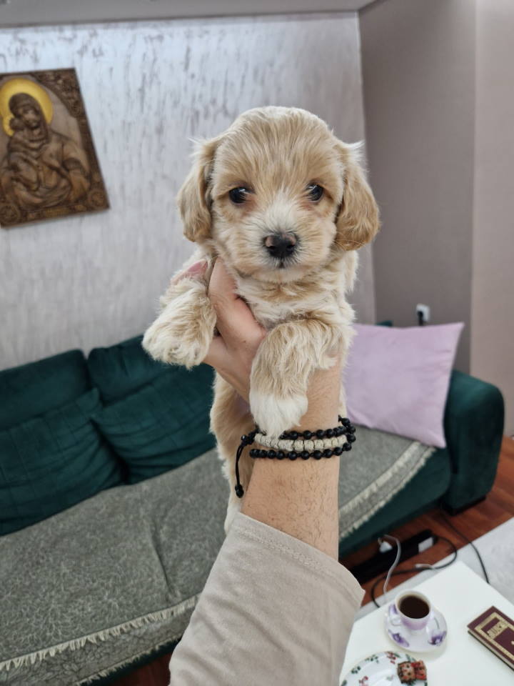 Neodoljivi Maltipoo štenci 