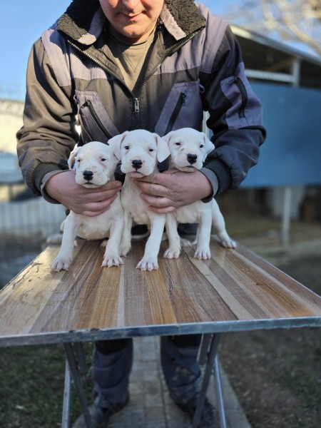 Dogo Argentino štenci