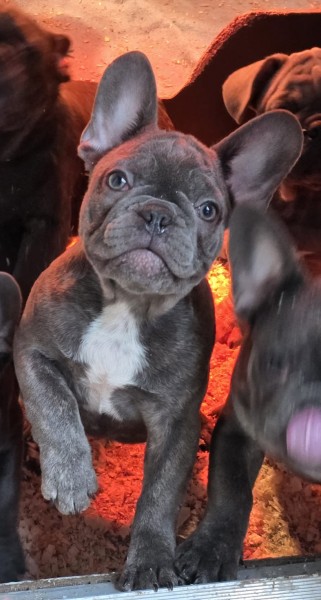 Francuski buldog štenci