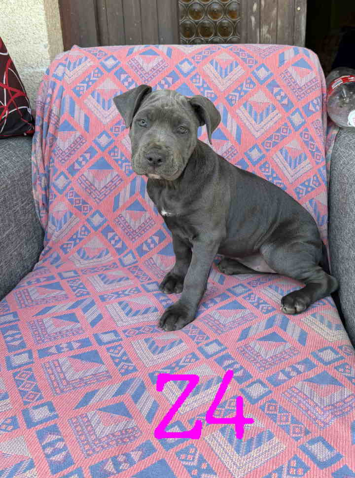 Pitbul Blue Nose stenci 