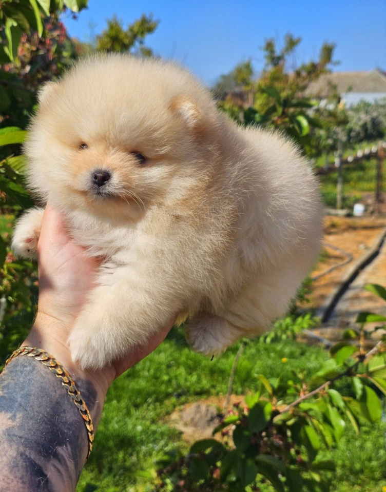 Najlepsi Pomeranci Boo 