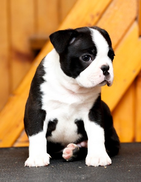 Boston terrier stenad 