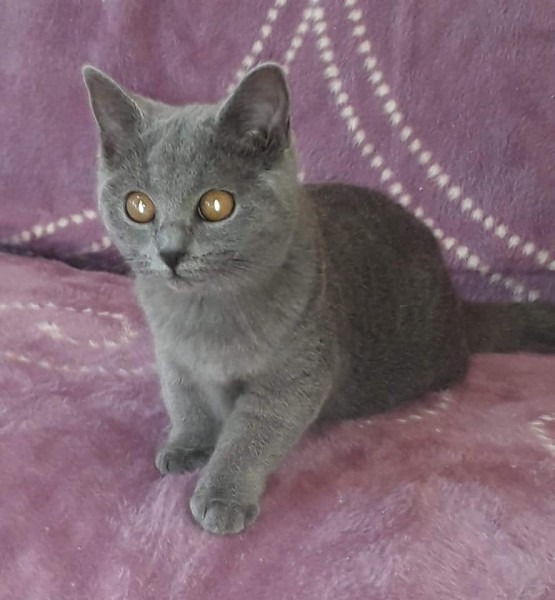 Velika slika